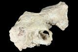 Fossil Oreodont (Merycoidodon) Skull - Wyoming #174374-6